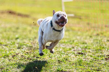 Köpek kameraya doğru koşuyor ve yeşil alanda yem peşinde koşuyor.