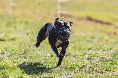 Köpek kameraya doğru koşuyor ve yeşil alanda yem peşinde koşuyor.