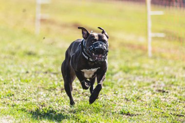 Köpek kameraya doğru koşuyor ve yeşil alanda yem peşinde koşuyor.