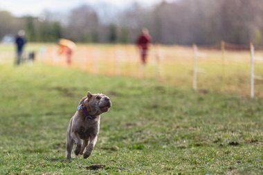 Köpek kameraya doğru koşuyor ve yeşil alanda yem peşinde koşuyor.