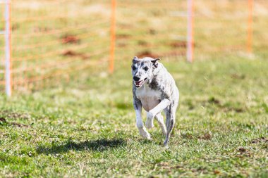 Köpek kameraya doğru koşuyor ve yeşil alanda yem peşinde koşuyor.