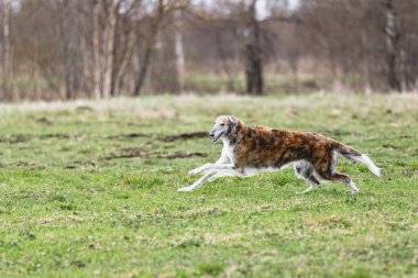 Köpek kameraya doğru koşuyor ve yeşil alanda yem peşinde koşuyor.