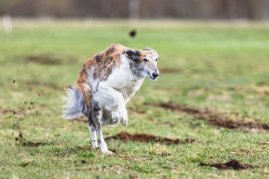 Köpek kameraya doğru koşuyor ve yeşil alanda yem peşinde koşuyor.