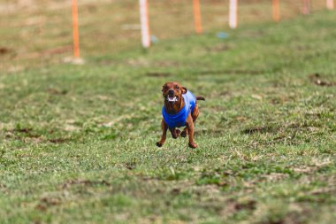 Köpek kameraya doğru koşuyor ve yeşil alanda yem peşinde koşuyor.