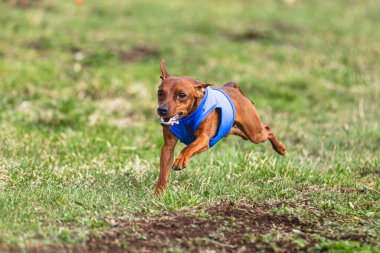 Köpek kameraya doğru koşuyor ve yeşil alanda yem peşinde koşuyor.
