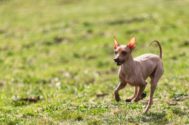 Köpek kameraya doğru koşuyor ve yeşil alanda yem peşinde koşuyor.