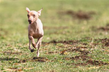 Köpek kameraya doğru koşuyor ve yeşil alanda yem peşinde koşuyor.