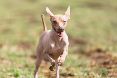 Köpek kameraya doğru koşuyor ve yeşil alanda yem peşinde koşuyor.