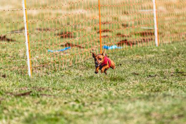 Köpek kameraya doğru koşuyor ve yeşil alanda yem peşinde koşuyor.