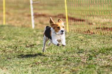 Köpek kameraya doğru koşuyor ve yeşil alanda yem peşinde koşuyor.