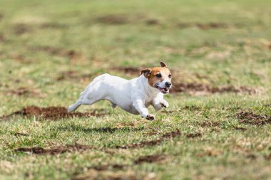 Köpek kameraya doğru koşuyor ve yeşil alanda yem peşinde koşuyor.