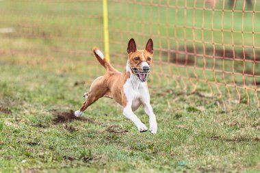 Köpek kameraya doğru koşuyor ve yeşil alanda yem peşinde koşuyor.