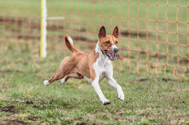 Köpek kameraya doğru koşuyor ve yeşil alanda yem peşinde koşuyor.