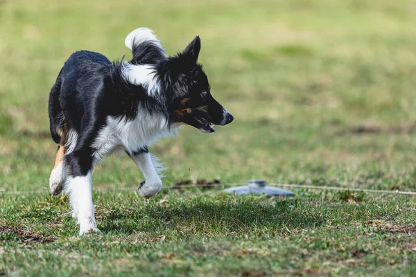 Hund Kör Rakt Kameran Och Jagar Kursiv Lockelse Grönt Fält — Stockfoto