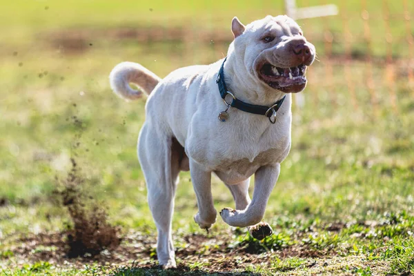 Perro Corriendo Directamente Cámara Persiguiendo Señuelo Campo Verde —  Fotos de Stock