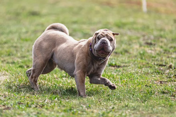 Собака Бежит Прямо Камеру Гонится Приманкой Зеленому Полю — стоковое фото
