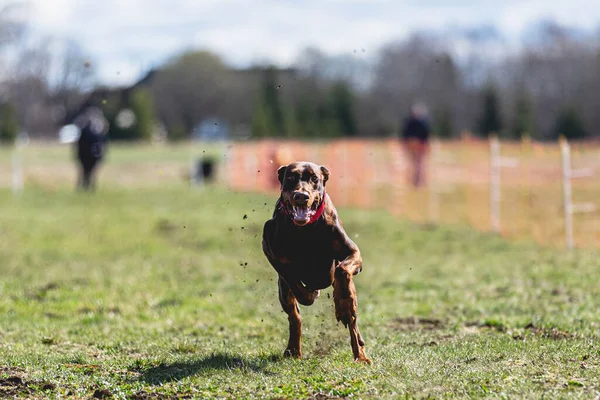 Köpek Kameraya Doğru Koşuyor Yeşil Alanda Yem Peşinde Koşuyor — Stok fotoğraf