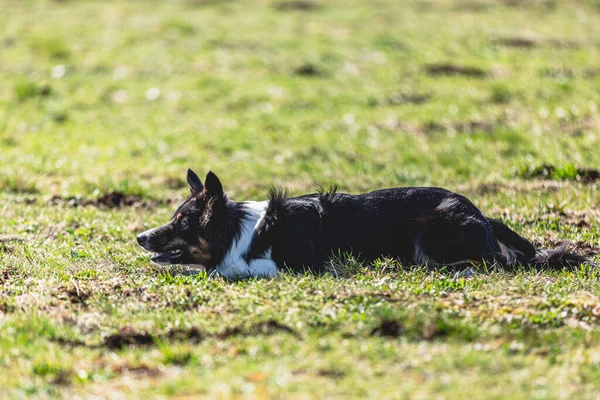 犬はカメラの真上を走り 緑のフィールドでコースリングルアーを追いかける — ストック写真