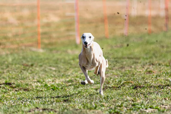 Hond Rent Recht Camera Jagen Coursing Lokken Groen Veld — Stockfoto