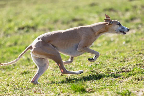Perro Corriendo Directamente Cámara Persiguiendo Señuelo Campo Verde —  Fotos de Stock