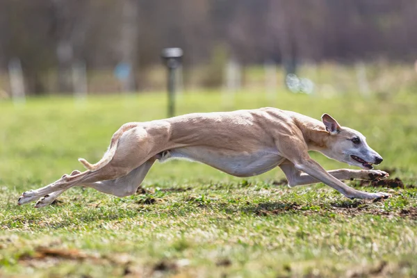 Kutya Fut Egyenesen Kamera Kergeti Coursing Csalit Zöld Mezőn — Stock Fotó