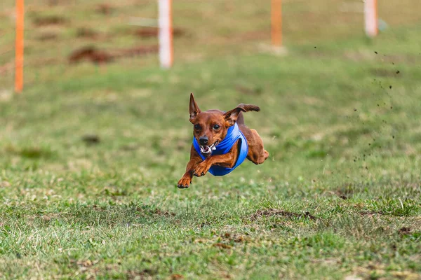 Köpek kameraya doğru koşuyor ve yeşil alanda yem peşinde koşuyor.