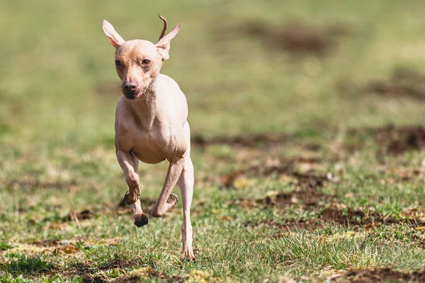Pies Biegnie Prosto Przed Kamerą Goni Przynętę Zielonym Polu — Zdjęcie stockowe