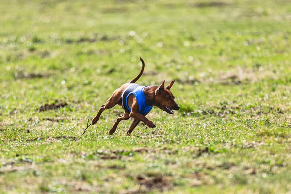 Dog Running Straight Camera Chasing Coursing Lure Green Field — Stock Photo, Image