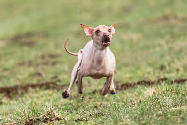 Pies Biegnie Prosto Przed Kamerą Goni Przynętę Zielonym Polu — Zdjęcie stockowe