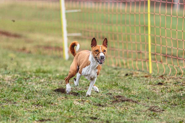 Anjing Berlari Lurus Kamera Dan Mengejar Umpan Mengalir Lapangan Hijau — Stok Foto