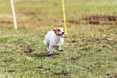 Köpek kameraya doğru koşuyor ve yeşil alanda yem peşinde koşuyor.