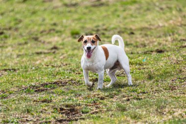 Köpek kameraya doğru koşuyor ve yeşil alanda yem peşinde koşuyor.