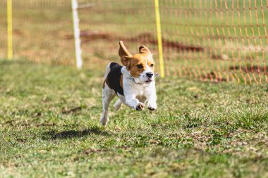 Köpek kameraya doğru koşuyor ve yeşil alanda yem peşinde koşuyor.