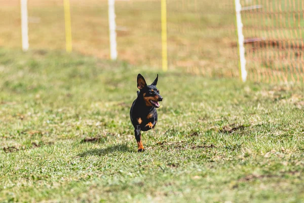 犬はカメラの真上を走り 緑のフィールドでコースリングルアーを追いかける — ストック写真