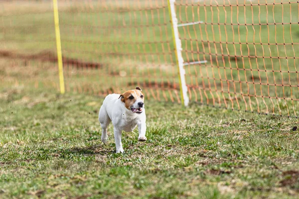 Dog Running Straight Camera Chasing Coursing Lure Green Field — Stock Photo, Image