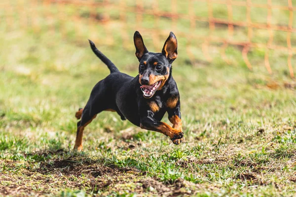 Perro Corriendo Directamente Cámara Persiguiendo Señuelo Campo Verde — Foto de Stock