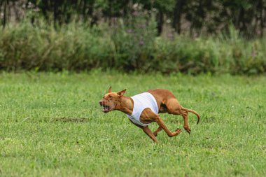 Yem yarışmasında köpek yeşil sahada hızlı koşuyor.
