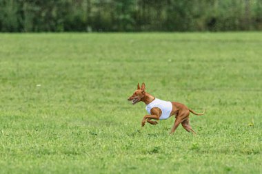 Yem yarışmasında köpek yeşil sahada hızlı koşuyor.