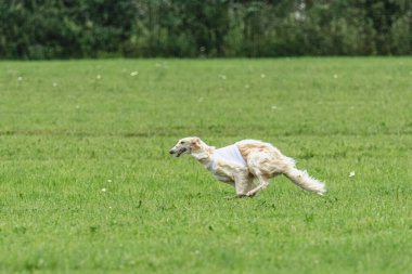 Yem yarışmasında köpek yeşil sahada hızlı koşuyor.