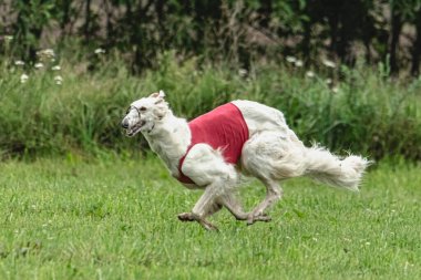 Yem yarışmasında köpek yeşil sahada hızlı koşuyor.