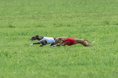 Yem yarışmasında köpek yeşil sahada hızlı koşuyor.