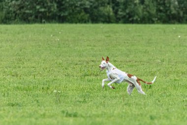 Yem yarışmasında köpek yeşil sahada hızlı koşuyor.