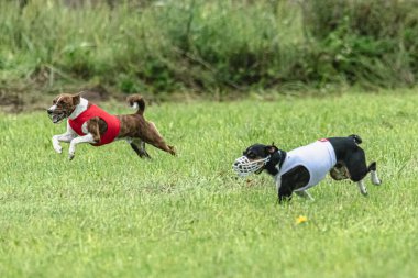 Yem yarışmasında köpek yeşil sahada hızlı koşuyor.