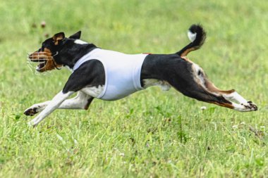 Yem yarışmasında köpek yeşil sahada hızlı koşuyor.