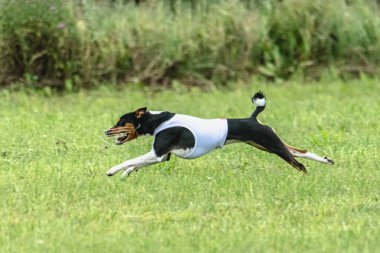 Yem yarışmasında köpek yeşil sahada hızlı koşuyor.