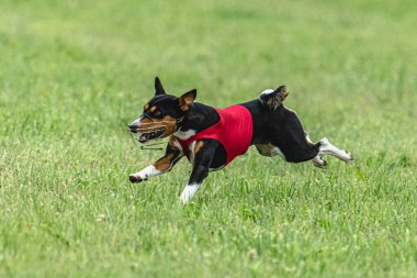 Yem yarışmasında köpek yeşil sahada hızlı koşuyor.