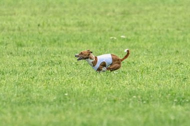 Yem yarışmasında köpek yeşil sahada hızlı koşuyor.