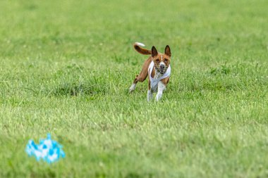 Yem yarışmasında köpek yeşil sahada hızlı koşuyor.