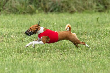 Yem yarışmasında köpek yeşil sahada hızlı koşuyor.