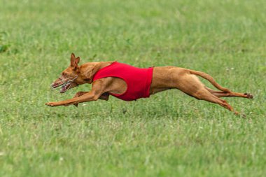 Yem yarışmasında köpek yeşil sahada hızlı koşuyor.